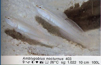 Amblygobius nocturnus